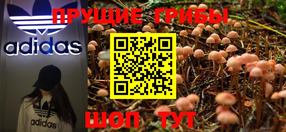 Псилоцибиновые грибы Psilocybe Владивосток