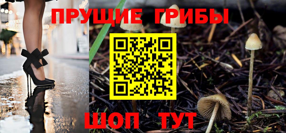 Галлюциногенные грибы Psilocybine cubensis  Владивосток  Галлюциногенные грибы GOLDEN TEACHER 